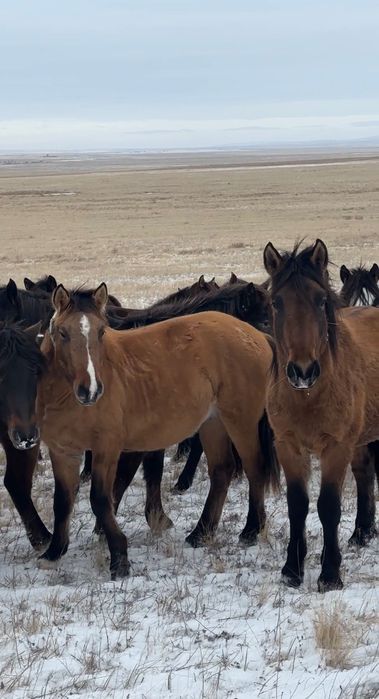 Жеребцы мугалжарской породы