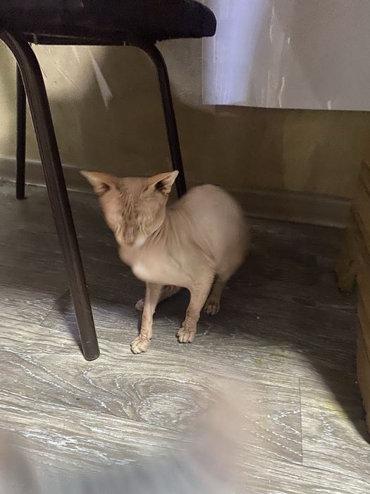 Свинкс чистокровный