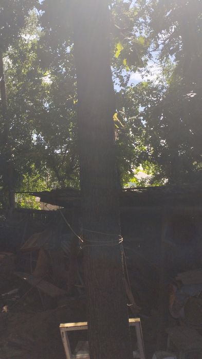 Продам дуб на мебель