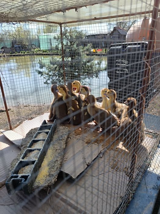 Boboci rața ciocolatie