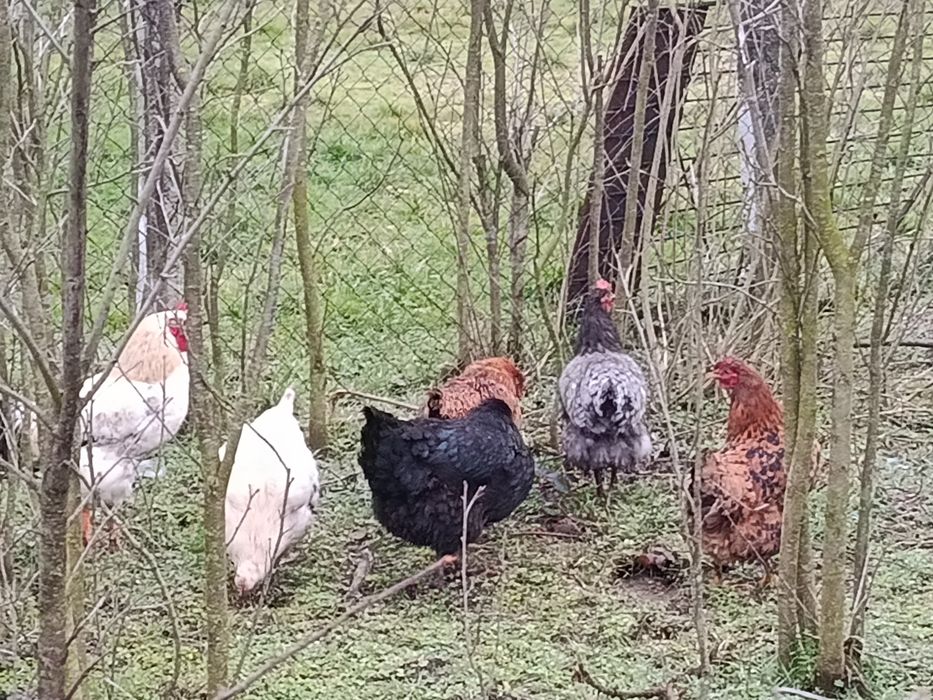 Продавам 5 кокошки и един петел на 9 месеца област хасково