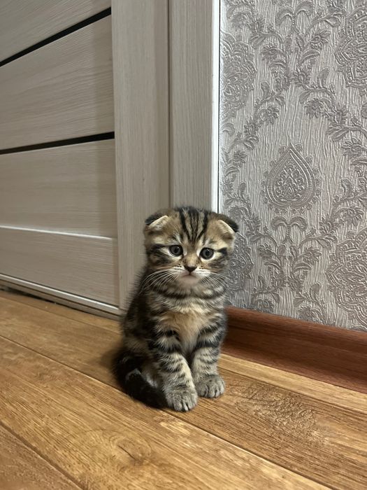 Продам котенка