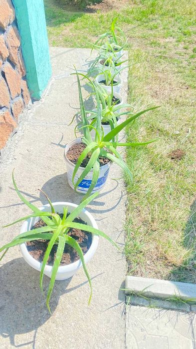 Продам лечебные алоэ (более 7 лет)