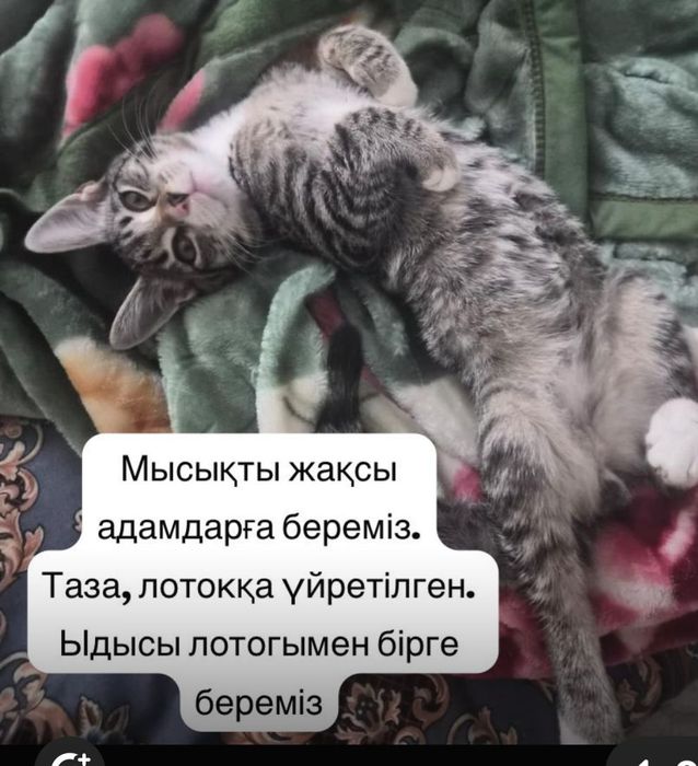 Жас сүйкімді мысық