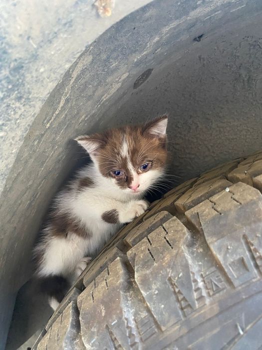 Отдам котят ,британские,породистые