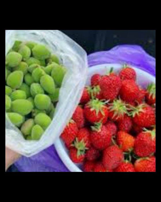 Sveji koksulton dovchala keldi