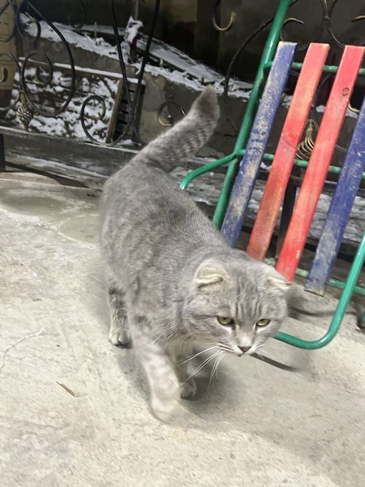 Скоттиш фолд 2 жас