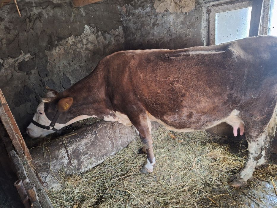 Vând vaca Balțată