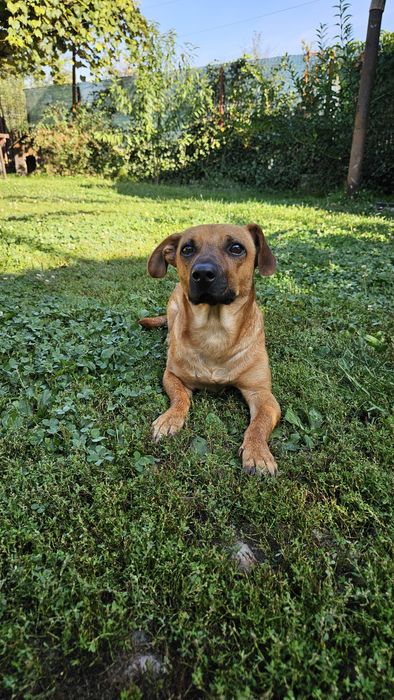 Metis de teckel spre adoptie