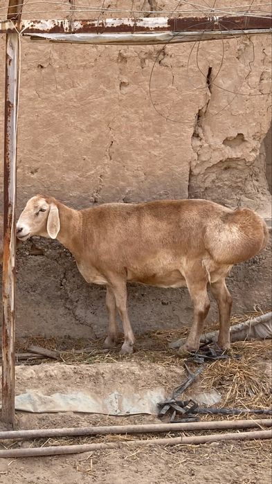 Zot uchun edilbay va arashan