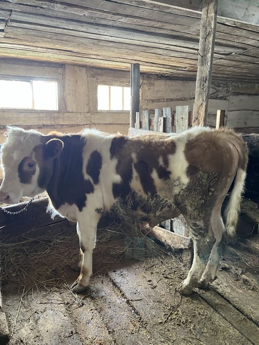 15 бас бұқашық пен қашар , откорм