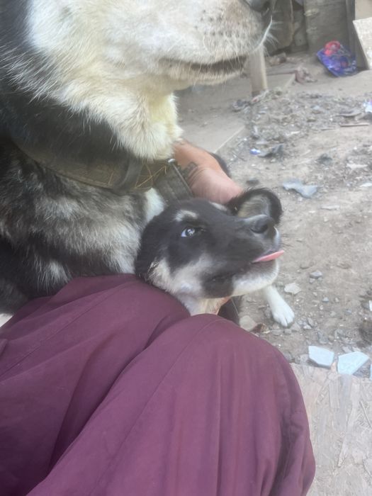 Donez spre adoptie pui de husky siberian. Somova, Tulcea.