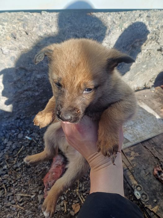 Щенки бельшиский