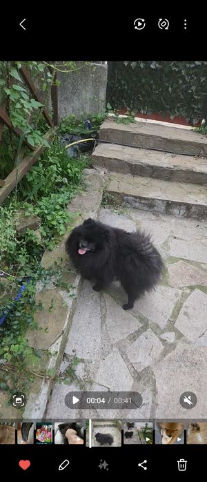 Уникален черен померан черна перла