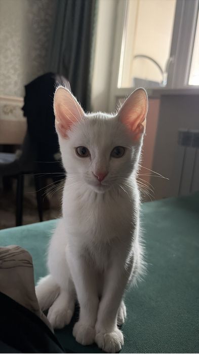 Котенок 3 месяца мальчик