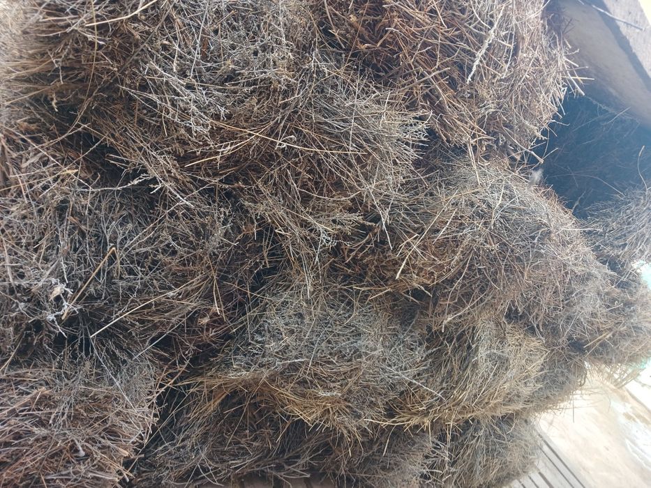 Жусан шоп сатылады