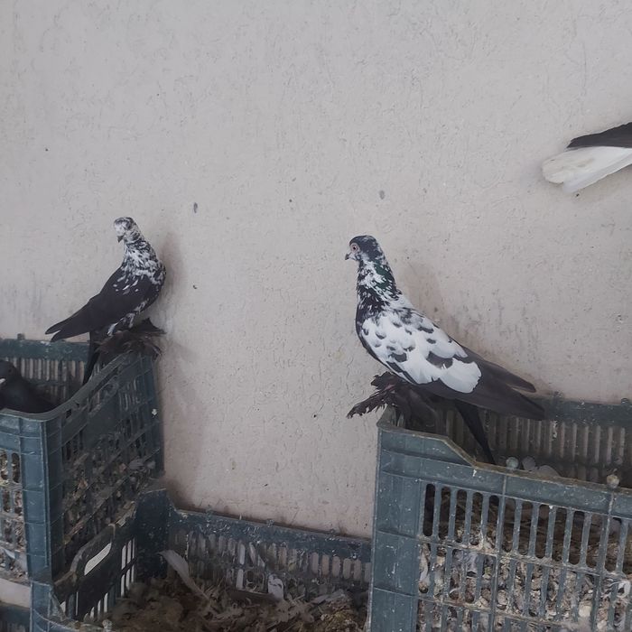 Соч пара гатовый лет с игрой