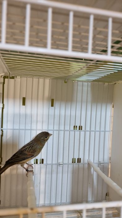 Canari timbrado floreado si alte specii