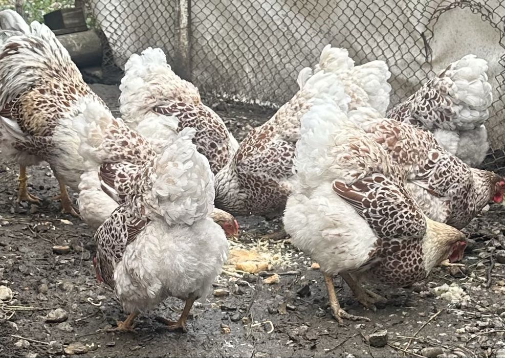 Vand oua wyandote splash