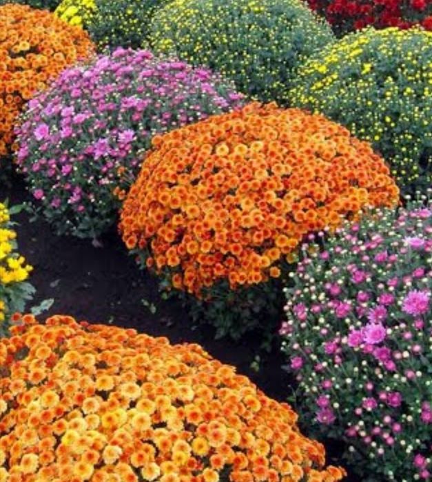 Daromadli biznes xrizantema