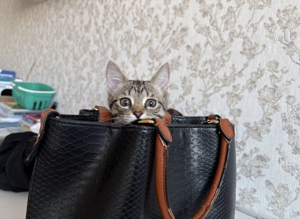 Ищем новый дом коту