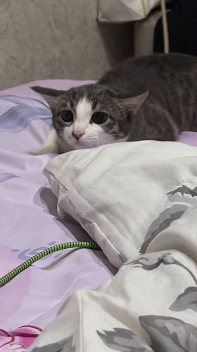 Кошка, домашняя,
