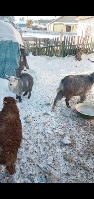 Коза с Козлёнком