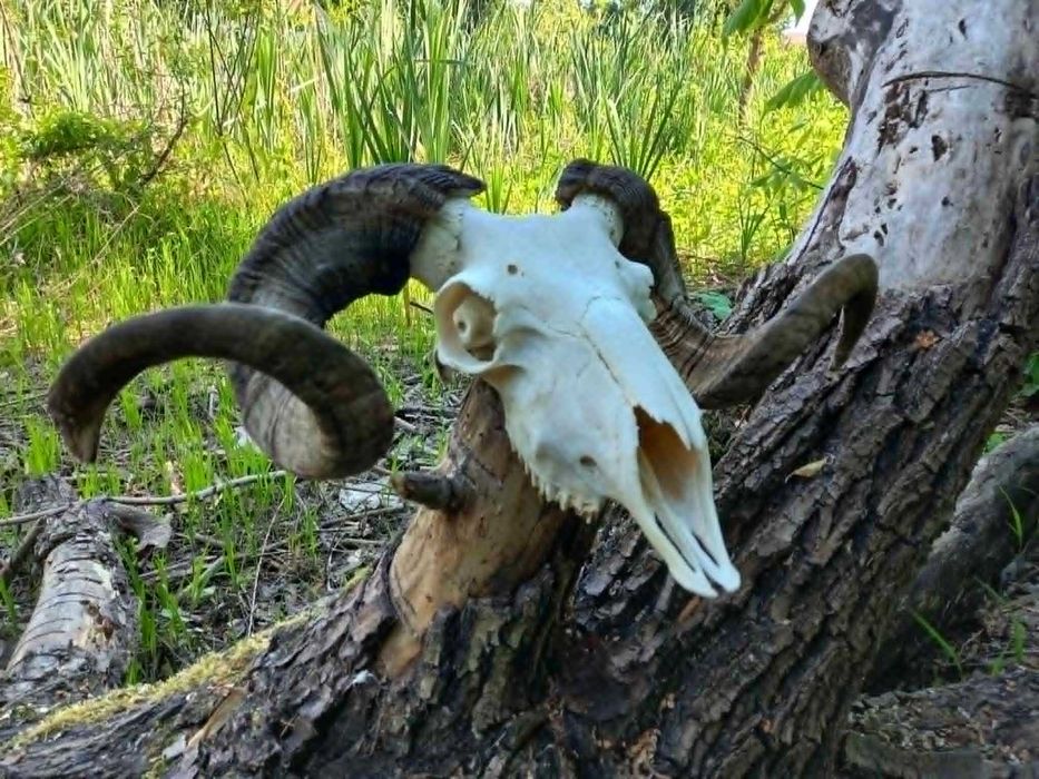 trofeu-trofee-craniu-coarne de berbec negru