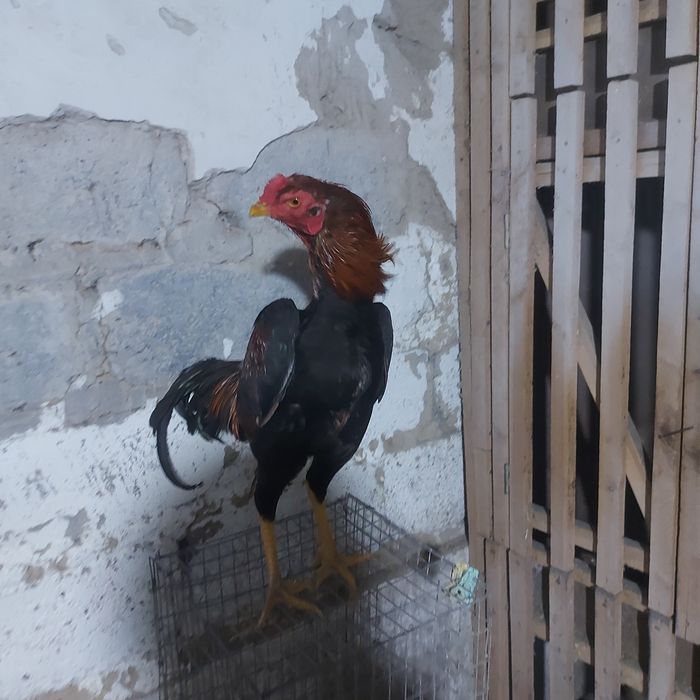 Джужа июнски Корейц китай