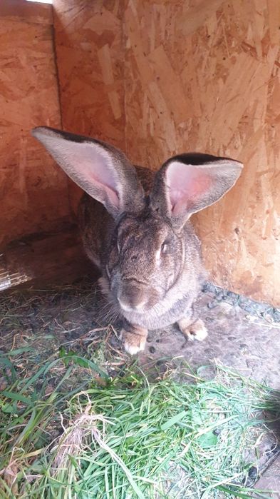 Urias german din parinti atent selectati