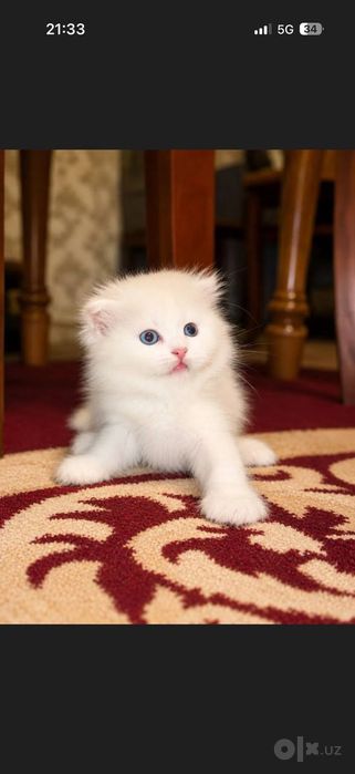 Мушуклар сотиладт