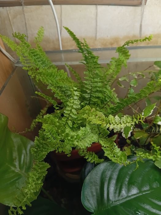 Продам папоротники