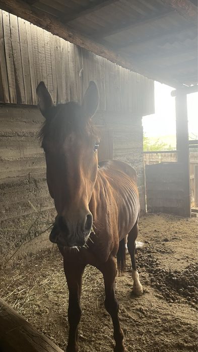 Торы Айғыр сатылады