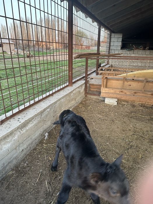 Сиыр бұзауымен сатылады