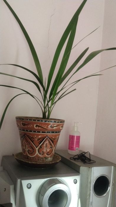 Домашние цветы продам