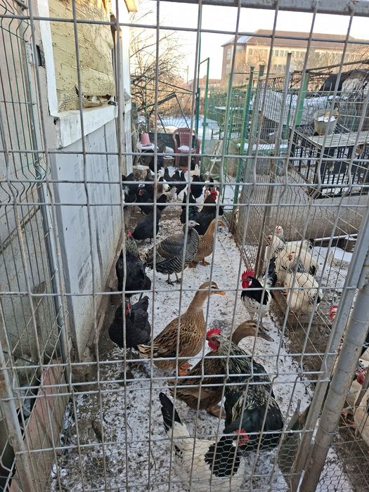 Vând gaini cocoși si pui de curte famili de păsări de rasa