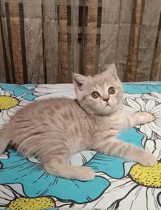 Шоу класс! Девочка.