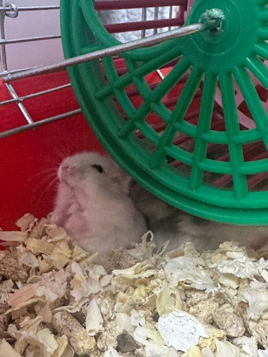 Хамстери Джуджета