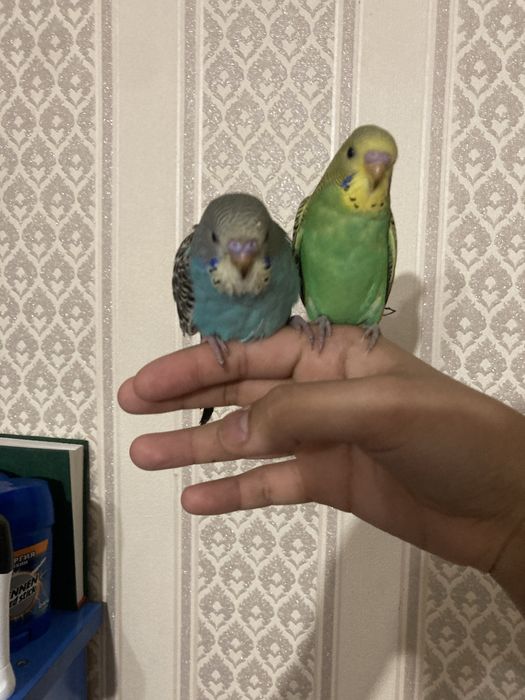 Ручные волнистые попугаи