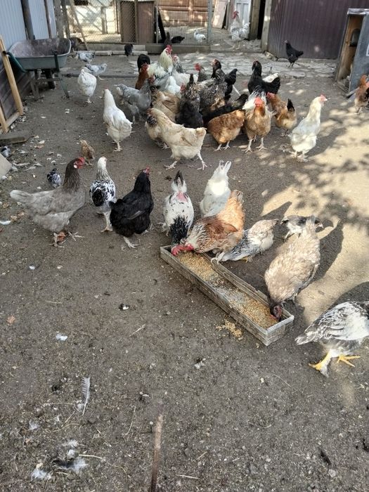 Продам домашних курей