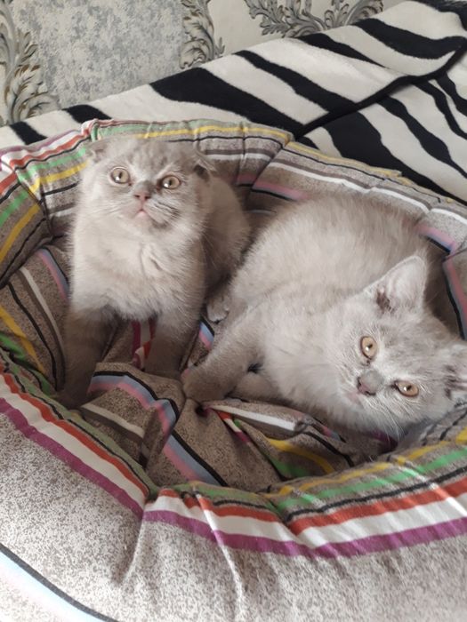 Продаю котят пароды скотишь фольд и скотишь страйд