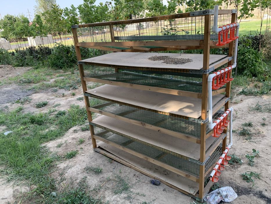 300 tali Bedana qafas sotiladi