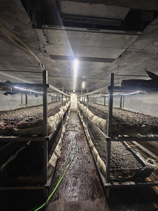 Сдается в аренду грибная ферма.