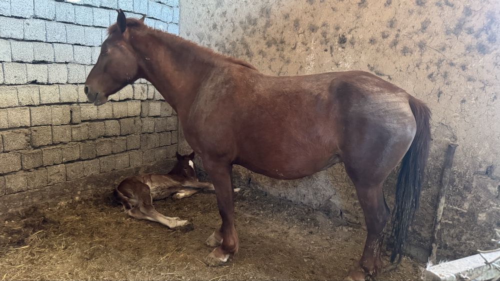 Бие сатылады 2ші тума