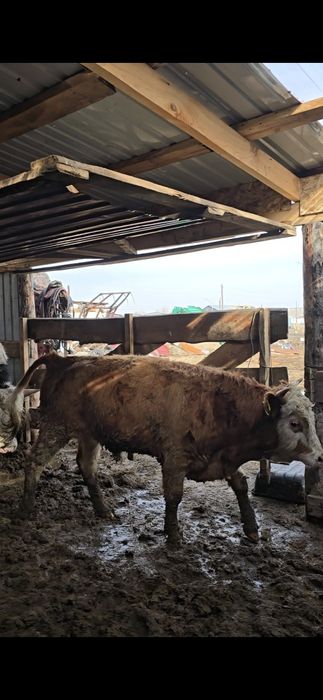 Быки Голштины. Симентал