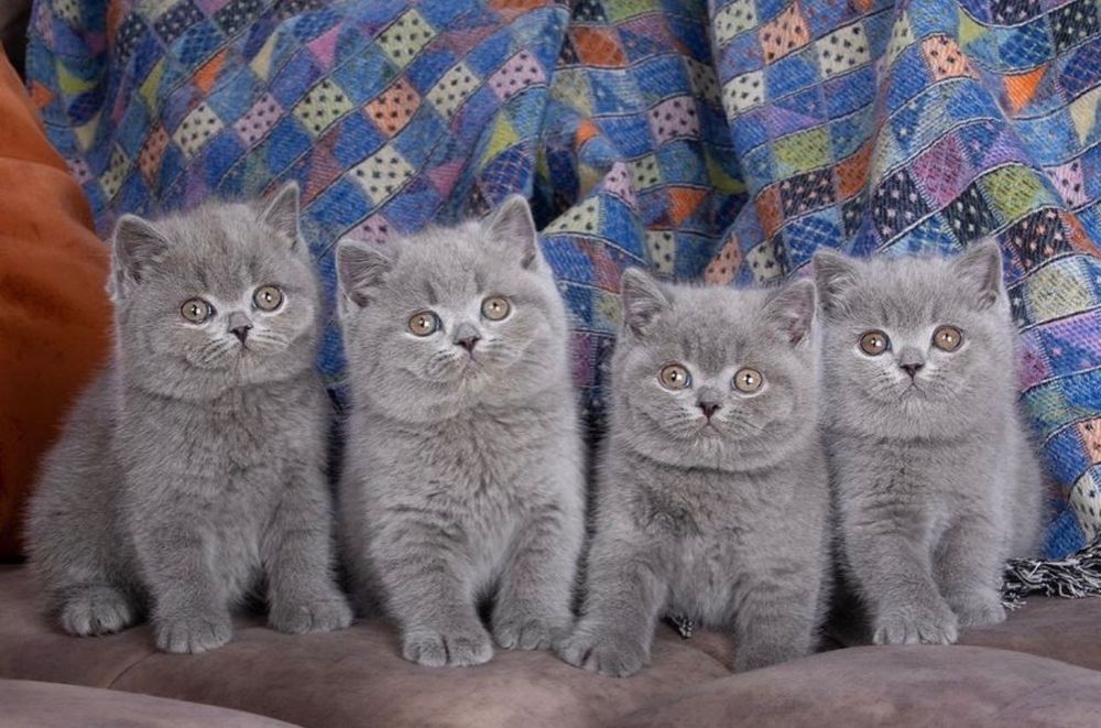 Продаются британские котята!