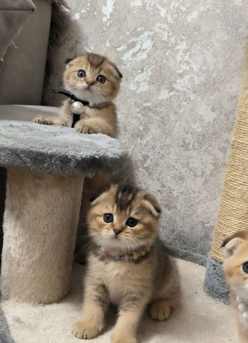 Продаю котят шотландский