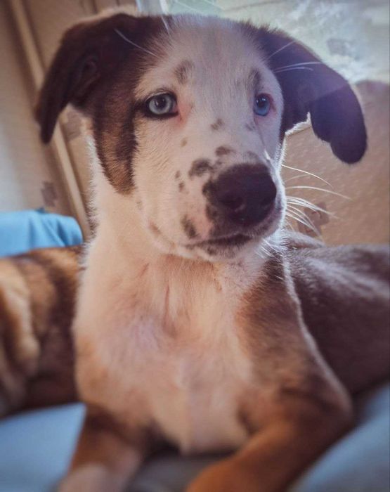 Щенок лайки в добрый руки