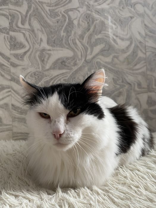 Отдам в добрые руки, кошечка 3 года