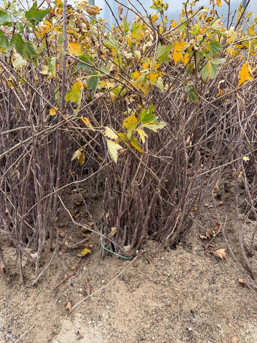 Zmeura remontanta ,mur fara spini,coacaz,agris,afin